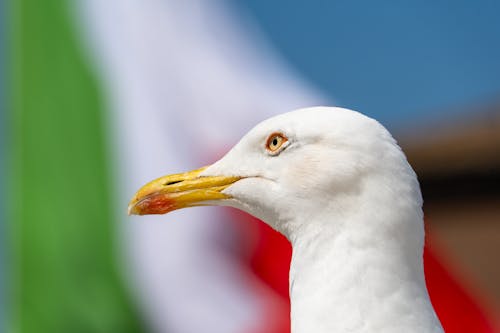 Základová fotografie zdarma na téma detail, hlava, příroda