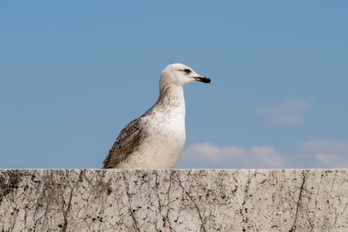 Free A seagull perched on a stone wall against a clear blue sky in Rome, Italy. Stock Photo