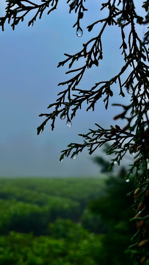 Darmowe zdjęcie z galerii z fotografia kropli wody, gęsta mgła, jesienne drzewa