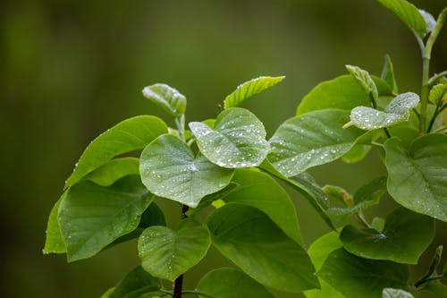 Raindrops on Green Leaves