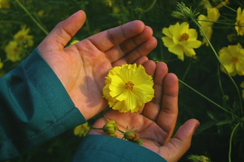 Hands Holding Yellow Flowers