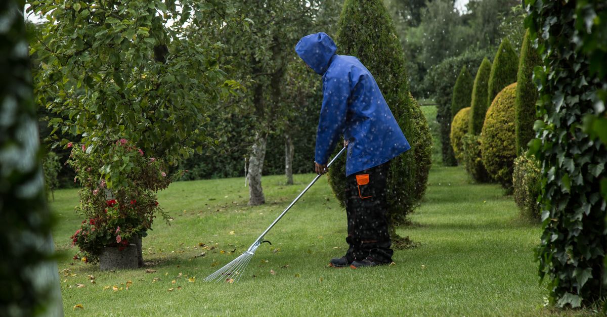 Persoon die met een hark mos uit een groen gazon verwijdert