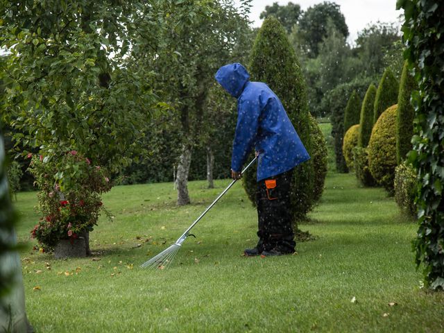 Leaf Removal