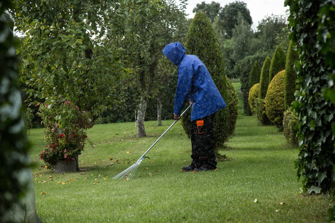 A man rakes leaves as an important part of Fall lawn care in Toronto.
