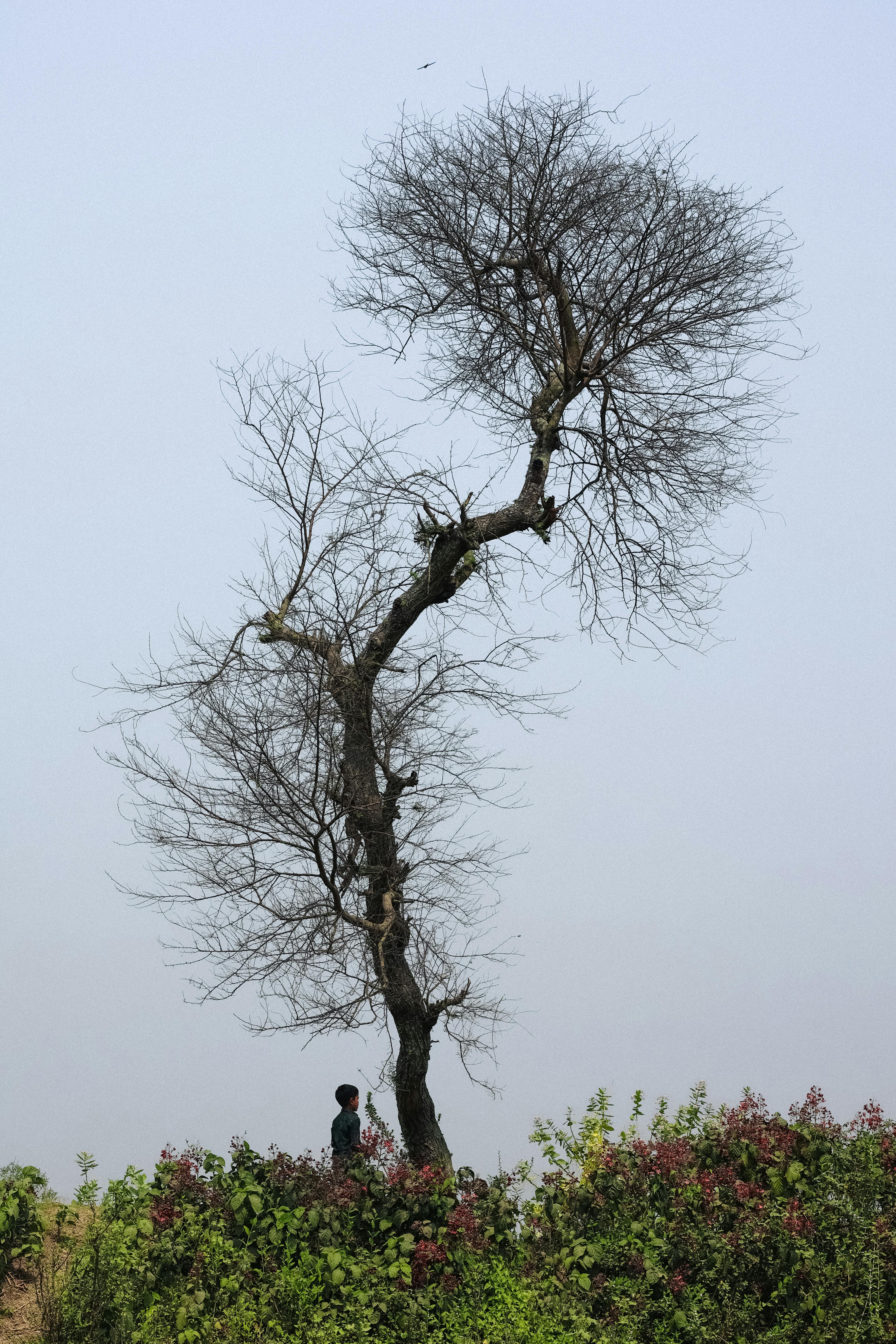 Δωρεάν στοκ φωτογραφιών με bangladesh, canon eos r10, pabna Φωτογραφία από στοκ φωτογραφιών