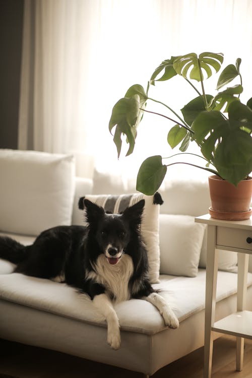 Border Collie Lying Down on Couch