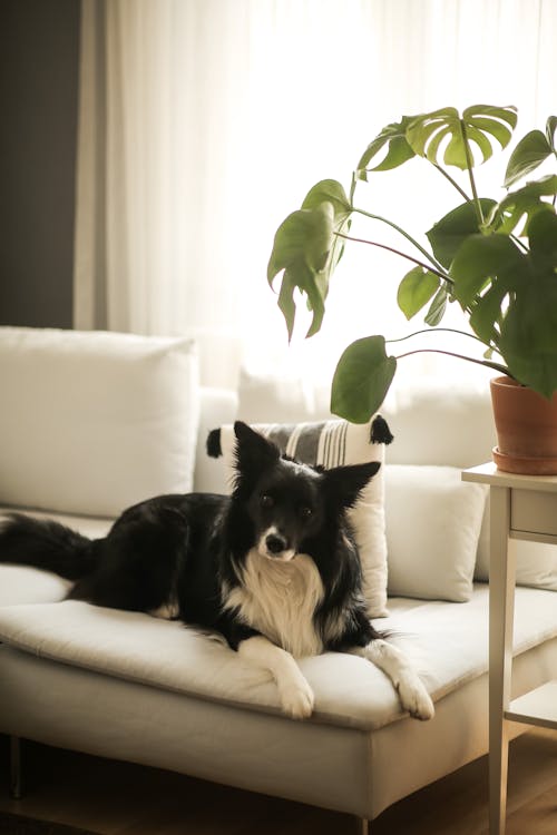 Border Collie Lying Down on Couch