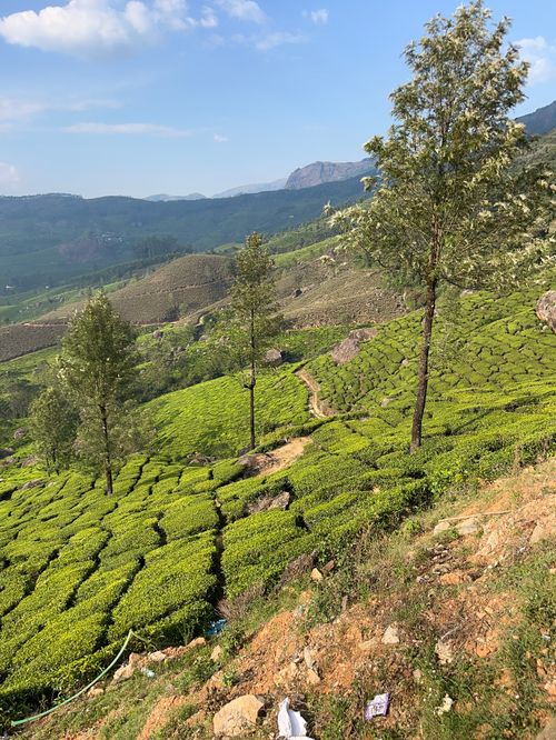 Free Scenic view of sunlit tea plantations in Devikulam, Kerala, showcasing lush greenery and rolling hills. Stock Photo