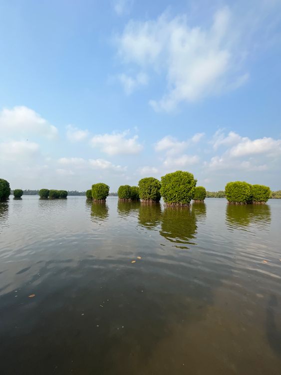 Trees on Lake · Free Stock Photo