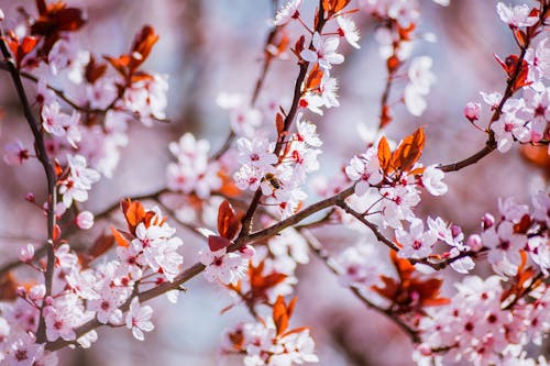 Ilmainen kuvapankkikuva tunnisteilla jousi, kirsikka, kukat