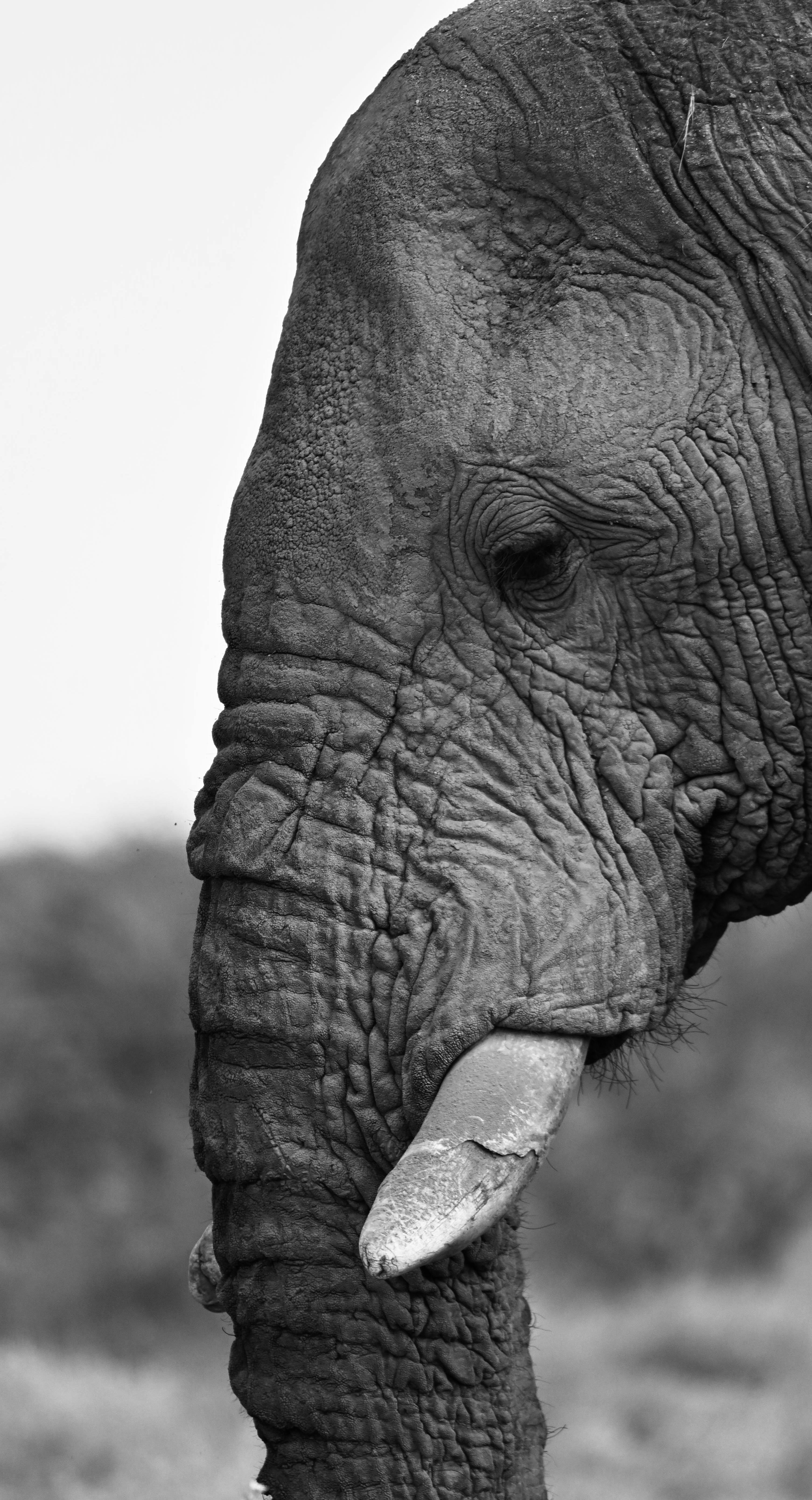 Elephant Wallpapers Photos, Download The BEST Free Elephant Wallpapers