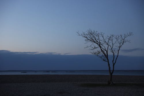 A Leafless Tree on a Beach at Dusk 