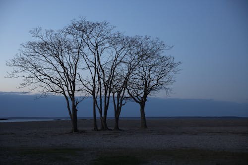 Leafless Tree on an Empty Beach at Dusk 