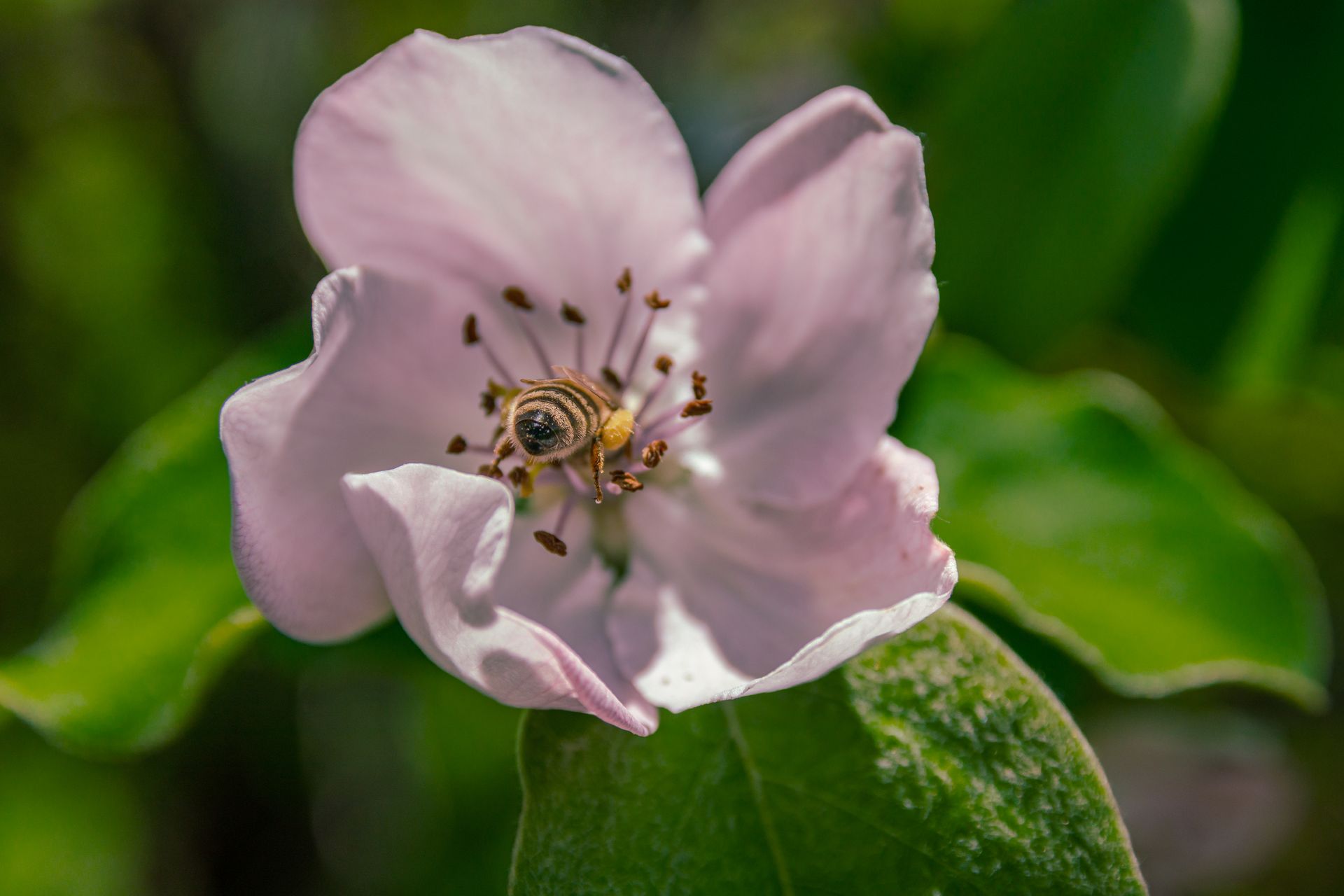 Close-up of a honeybee pollinating a delicate pink quince flower in springtime.