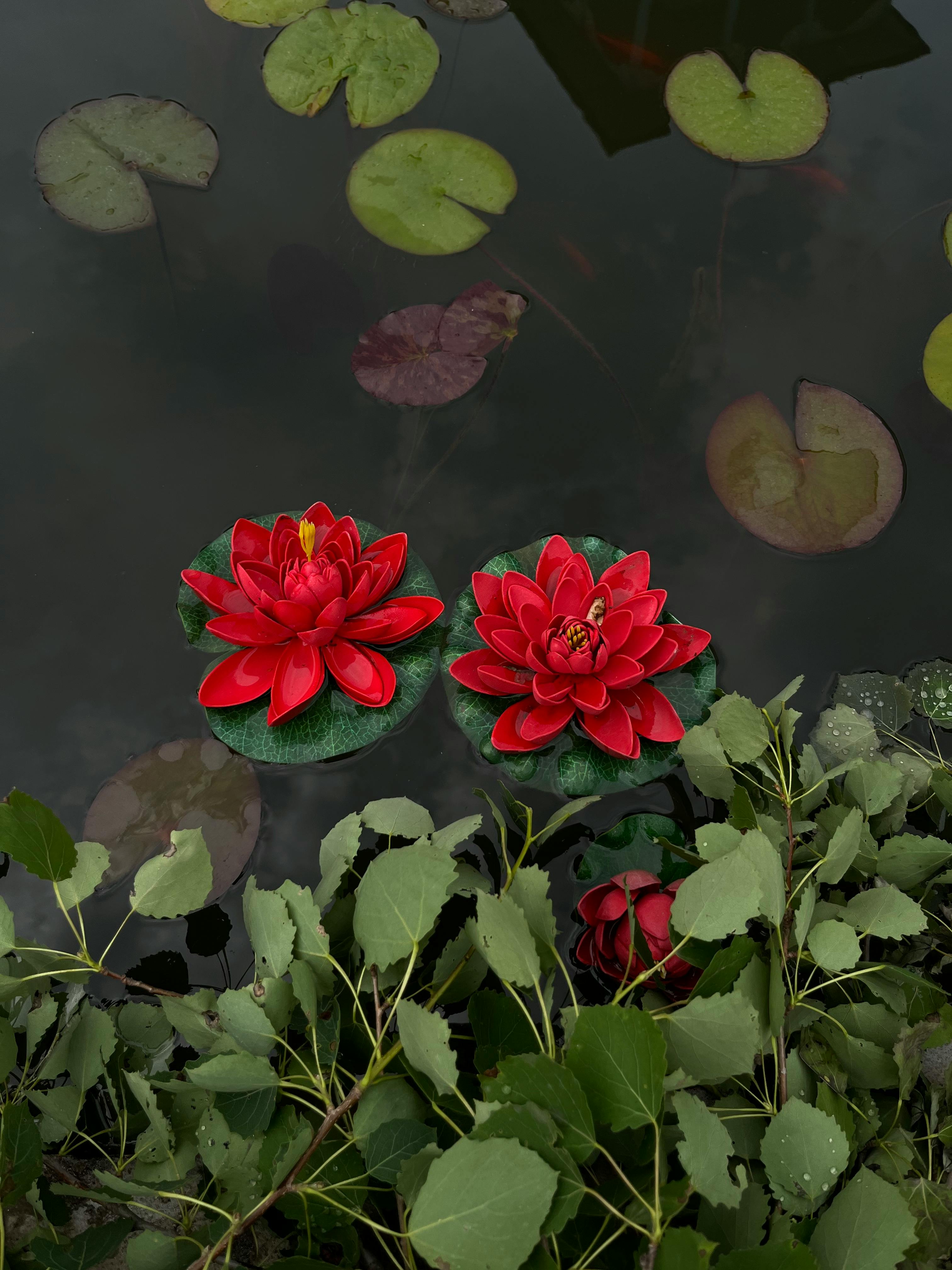 Red Lotus Flowers · Free Stock Photo