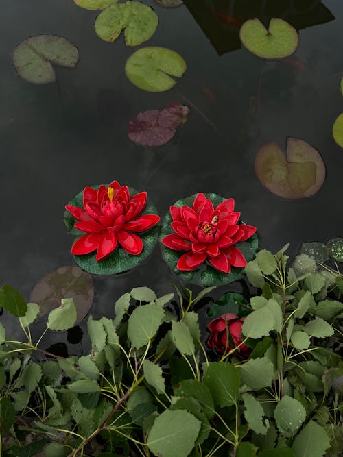 Kostnadsfri bild av "red lotus", blommor, blomning