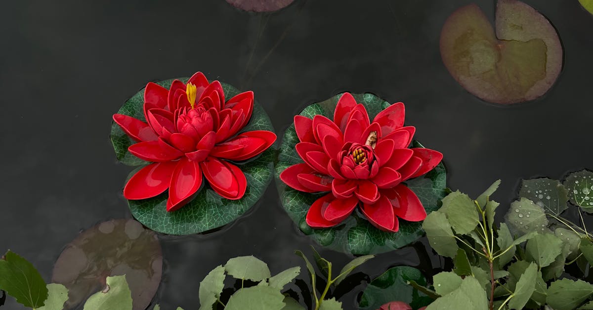 Red Lotus Flowers · Free Stock Photo