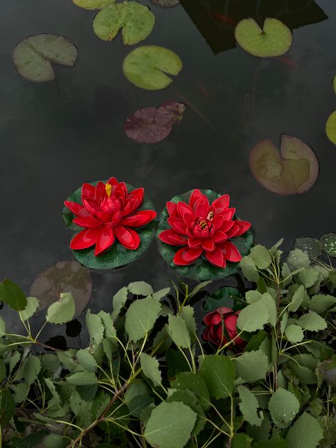 Two vivid red lotus flowers floating in a serene pond in Tbilisi, Georgia.