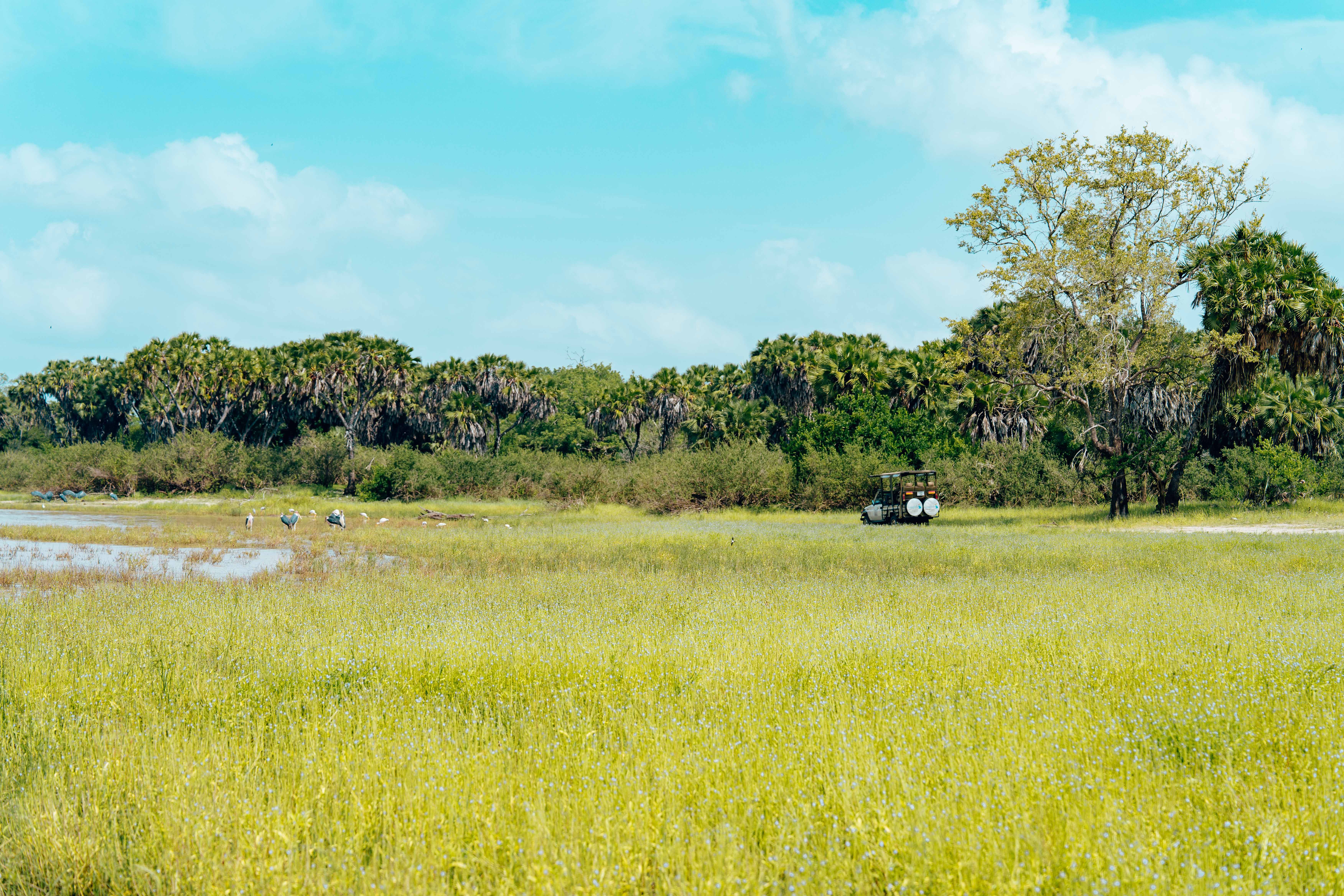 A safari vehicle traverses a picturesque African savanna under a clear blue sky.