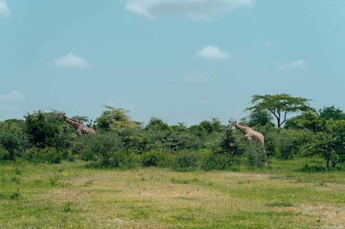 Two Giraffes between Vegetation on Safari 