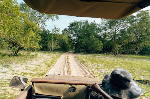 A Road on Safari seen from a Safari Vehicle 