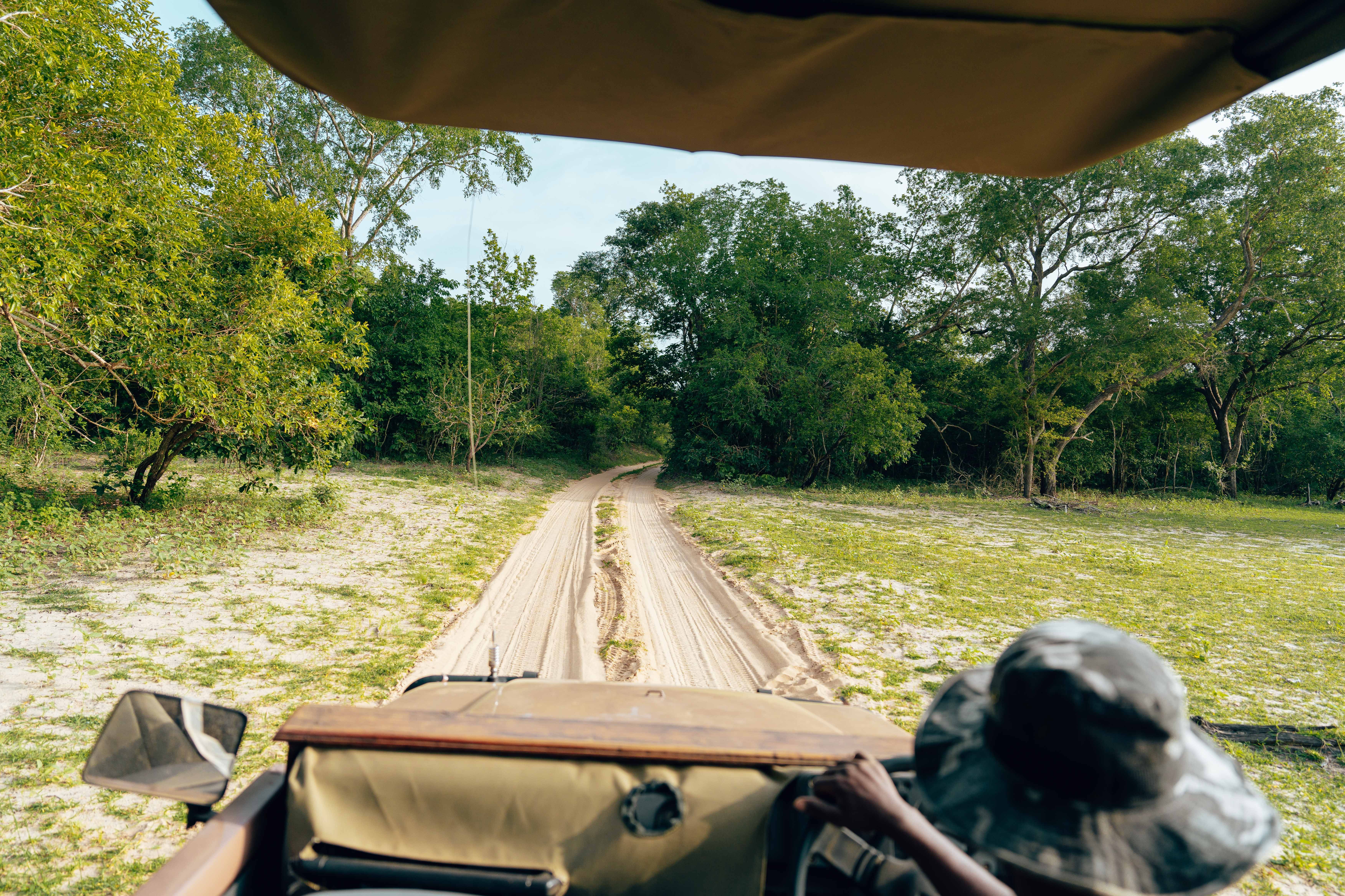 A Road on Safari seen from a Safari Vehicle · Free Stock Photo