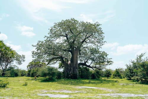 A Baobab Tree in a Safari Landscape 