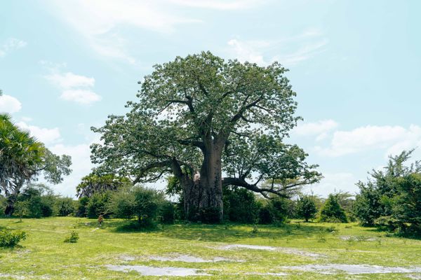 Baobab tree in an African safari landscape