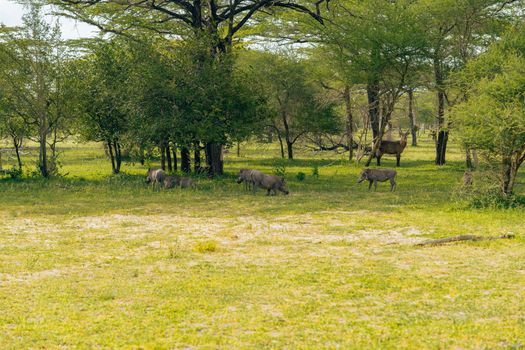 A herd of warthogs roaming the African savanna, surrounded by lush greenery and trees.