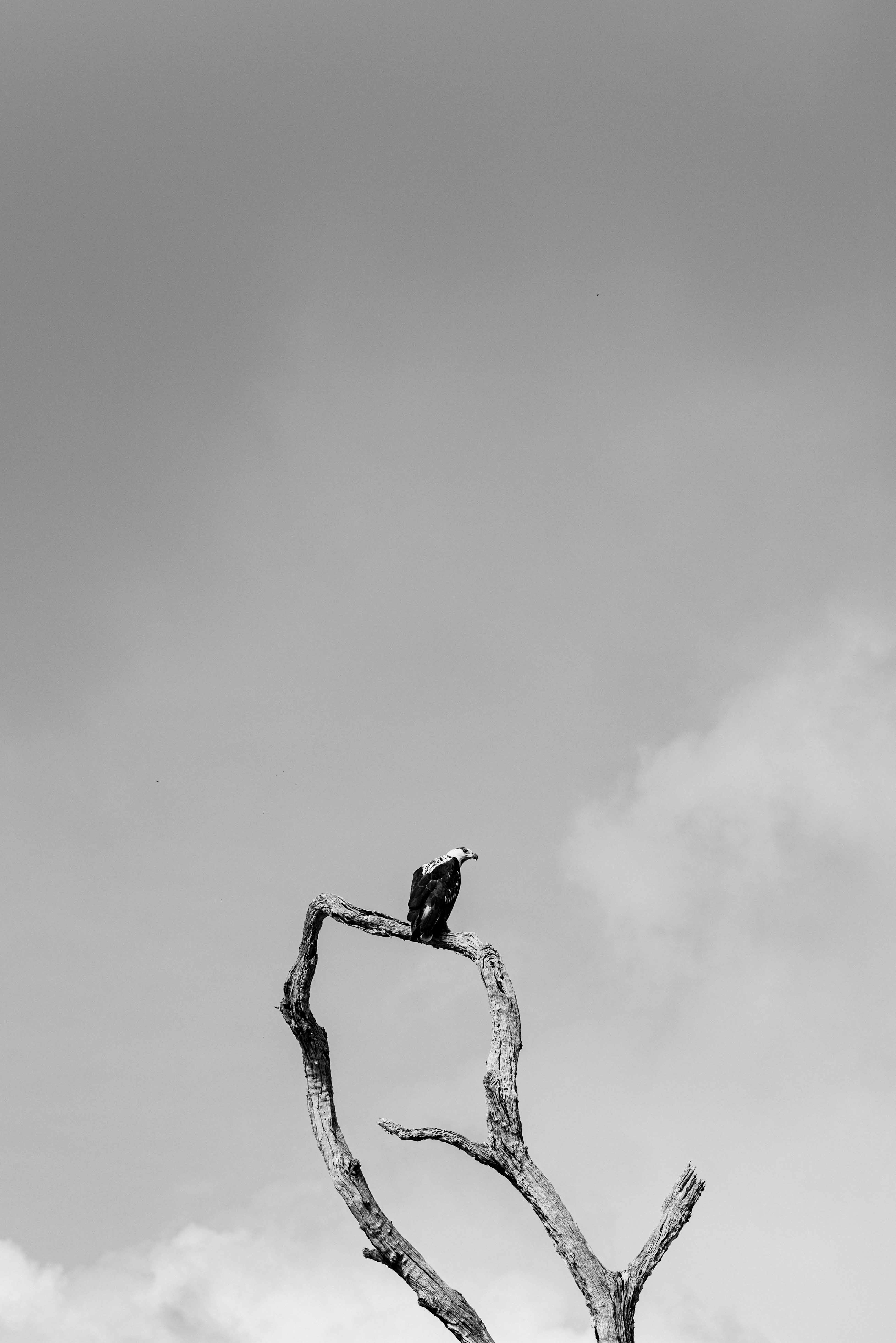 Black and white image of an eagle perched on a bare tree branch against a cloudy sky.