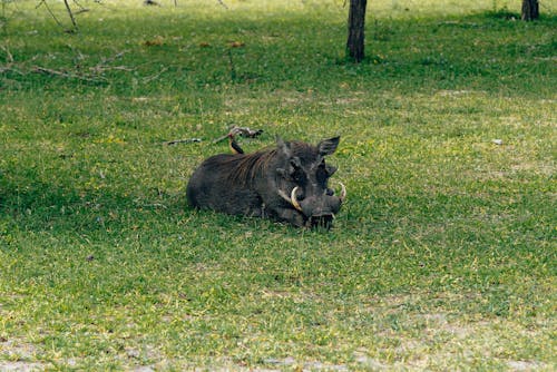 Foto stok gratis alam, babi hutan, binatang
