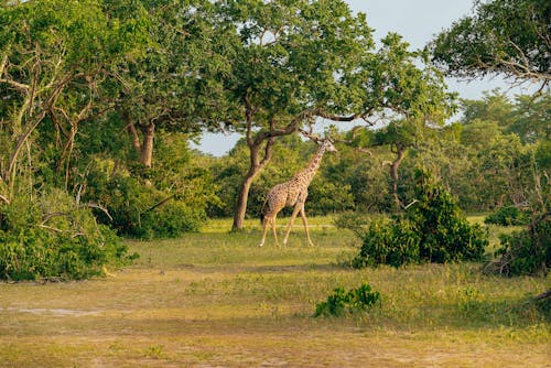 A Giraffe between Trees on Safari 