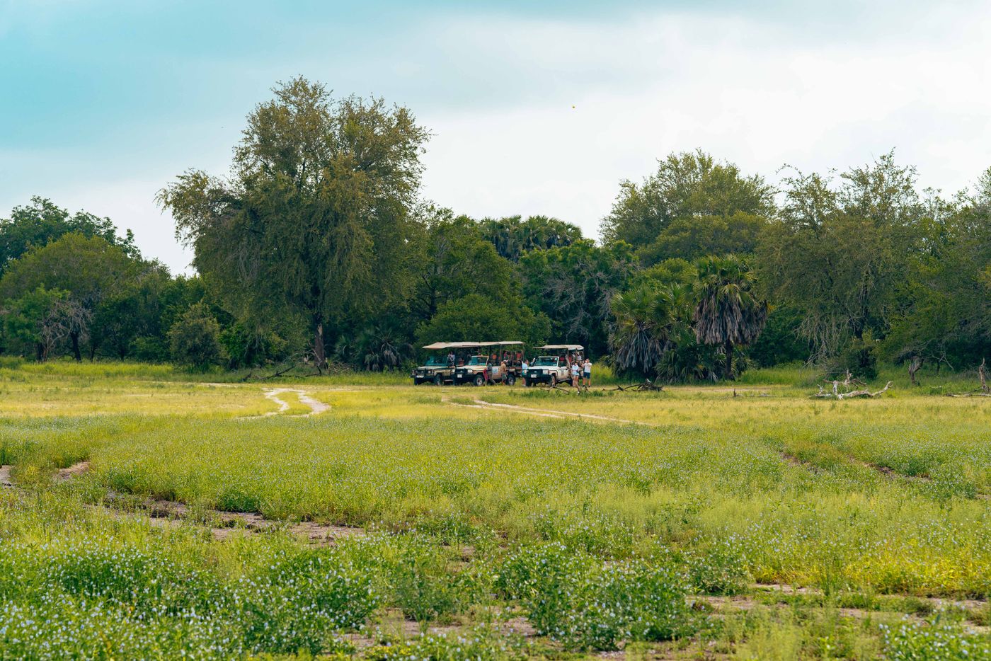 A safari vehicle on open grassy African savanna