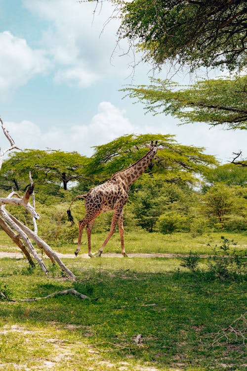 A Giraffe between Trees on Safari 