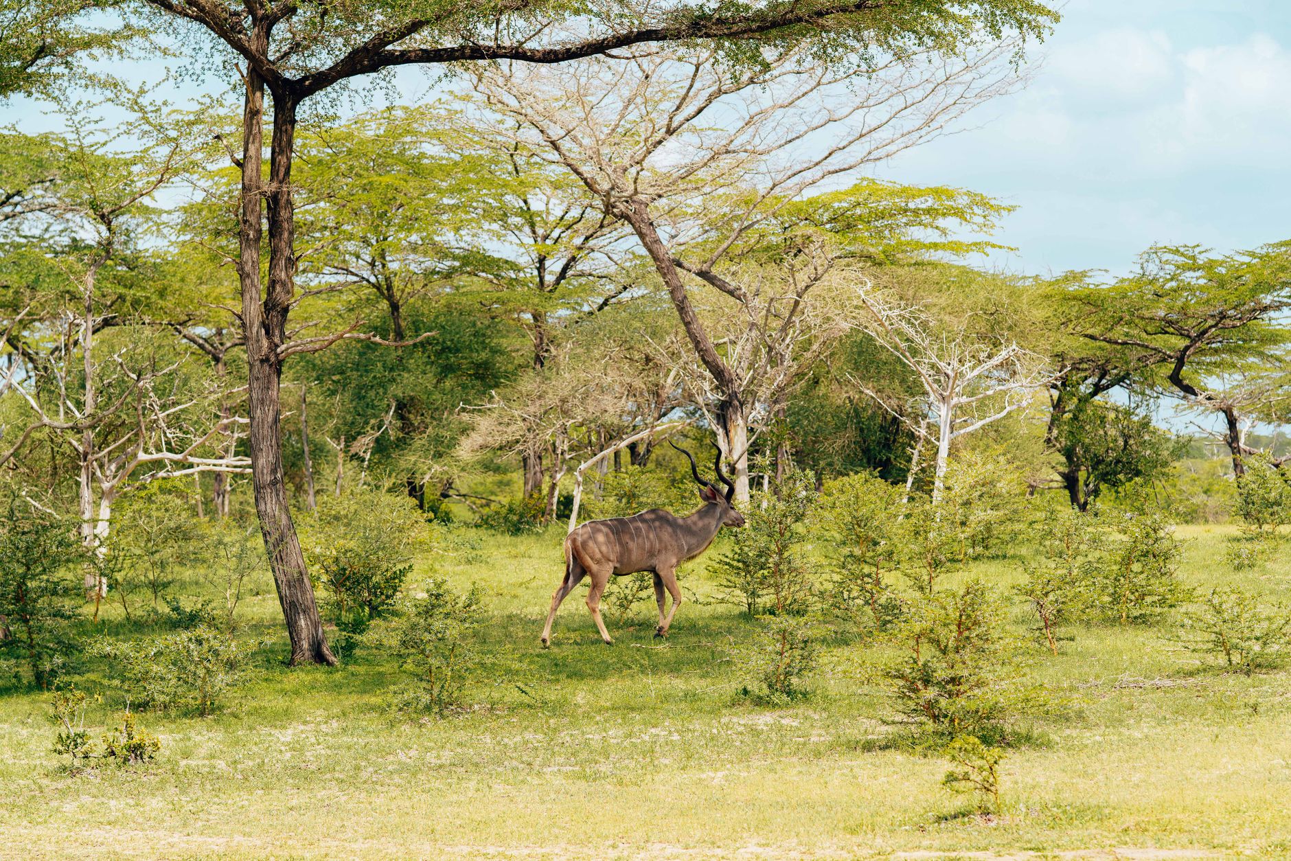 A lone kudu walking gracefully through a vibrant African savannah surrounded by lush greenery.