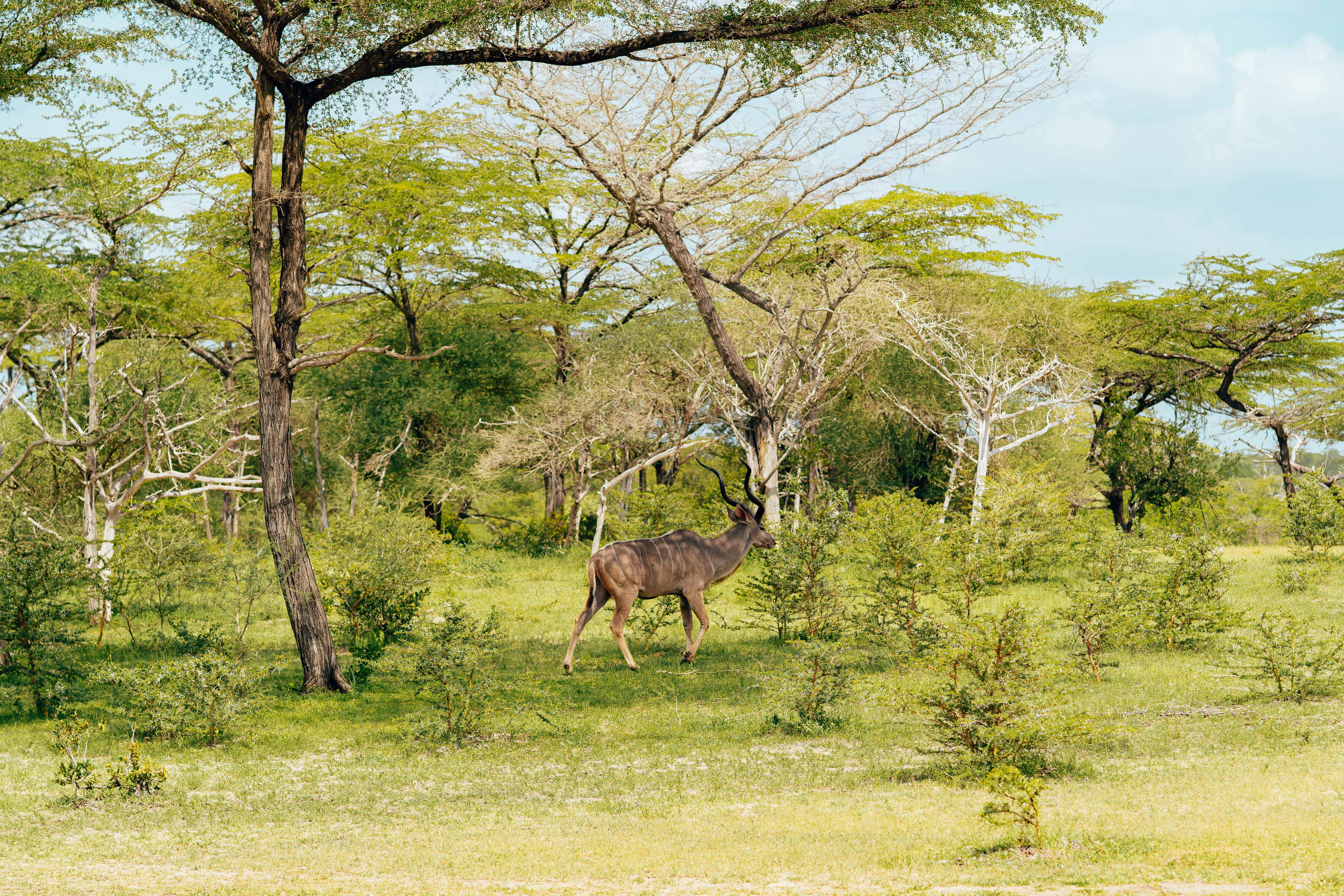 grátis Foto profissional grátis de acácias, África, ambiente tranquilo Foto profissional