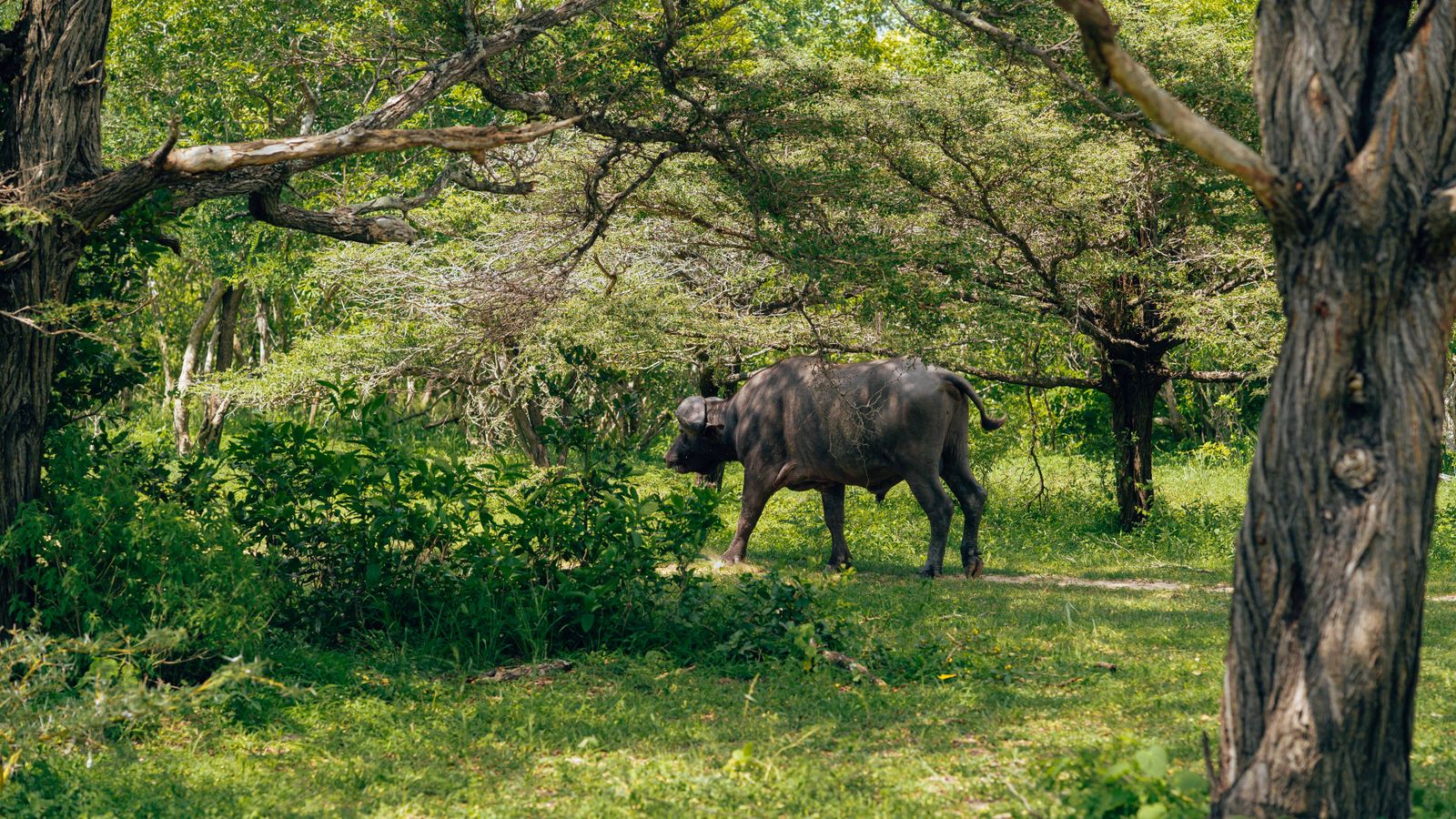 Carabao in nature, Mozambique