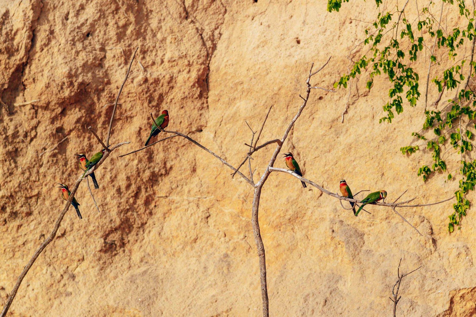 Several vibrant bee eaters perched on bare branches against a rocky backdrop, showcasing wildlife in its natural habitat. — free online jigsaw puzzle on JigsawPuzzlesFreeOnline.org