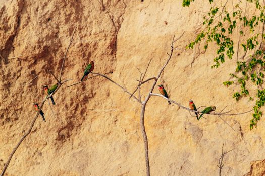 Several vibrant bee eaters perched on bare branches against a rocky backdrop, showcasing wildlife in its natural habitat., free online jigsaw puzzle on JigsawPuzzlesFreeOnline.org