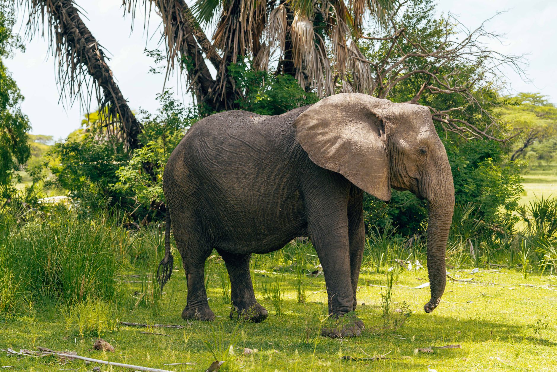Elephant mourning behavior — Curiosidades