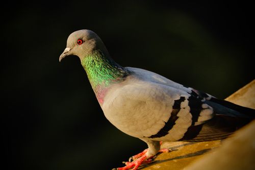 Free A detailed close-up of a sunlit pigeon perched on a ledge with a black background. Stock Photo