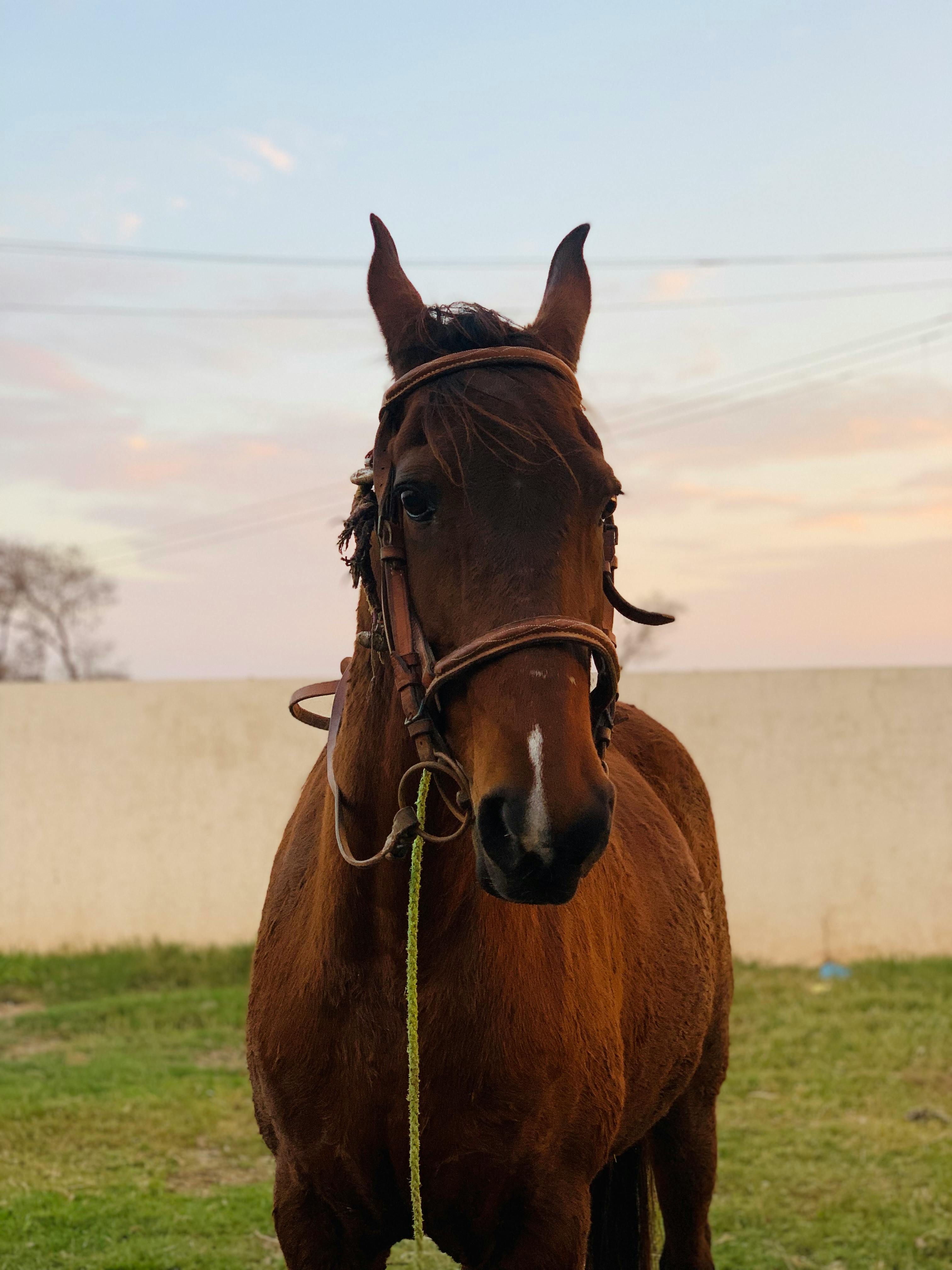 Horse Feeling Discomfort because of Bridle · Free Stock Photo