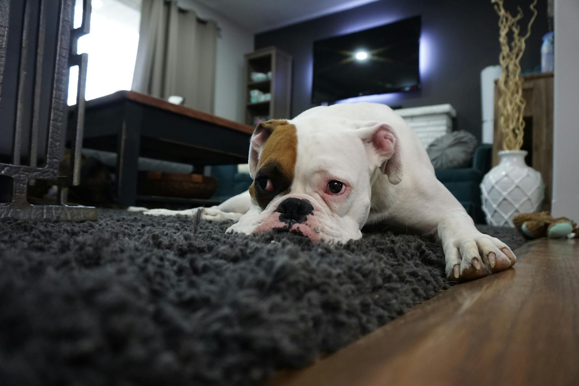 Witte en bruine Engelse Bulldog op een zwart tapijt