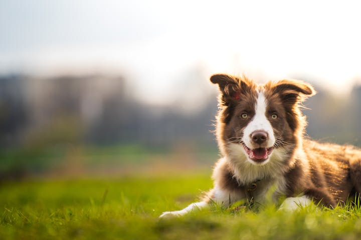 Portrait of a Brown Border Collie Lying on the Grass