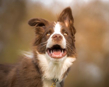 Free stock photo of animal, canine, collie