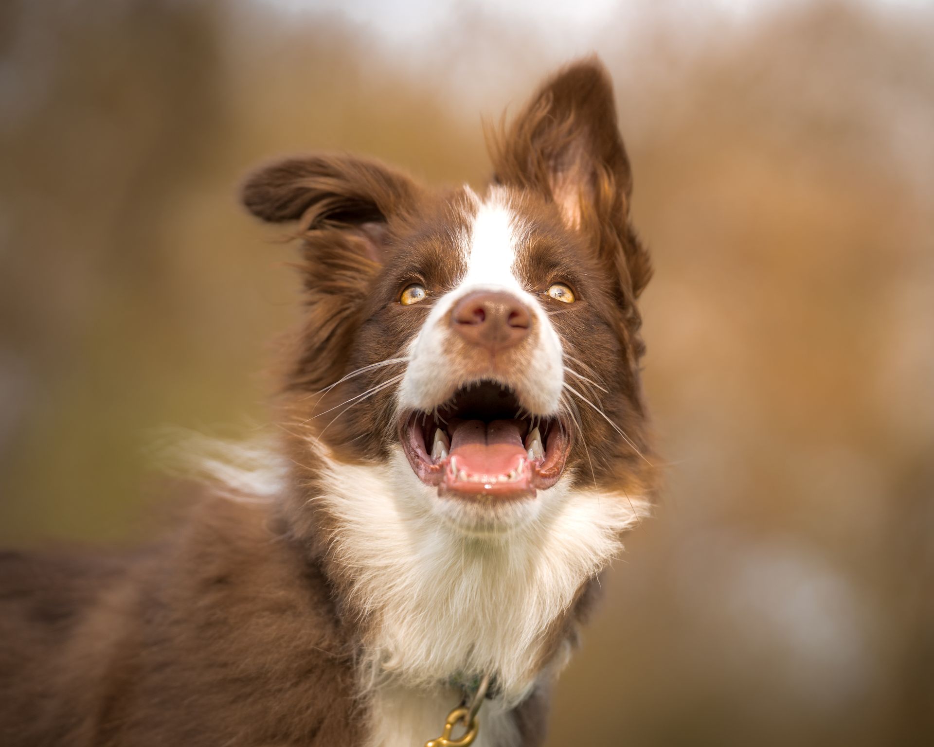Portrait of a Brown Border Collie Looking Up