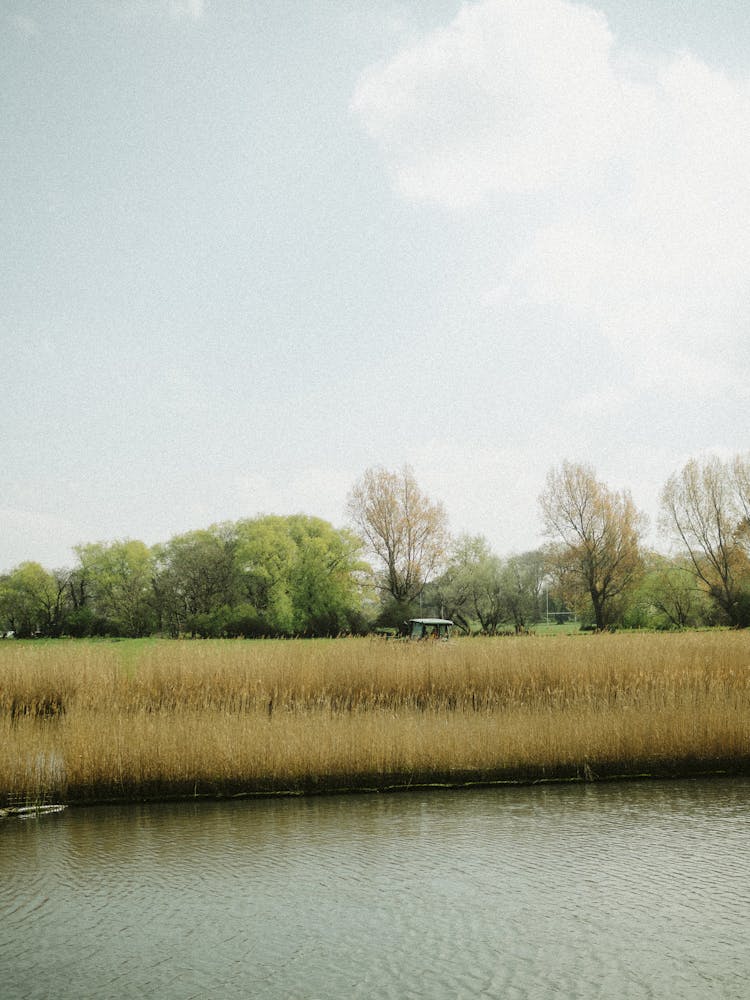 Reed On A Riverbank 