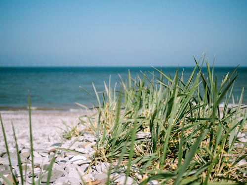 Grass Growing in Dunes at Seashore