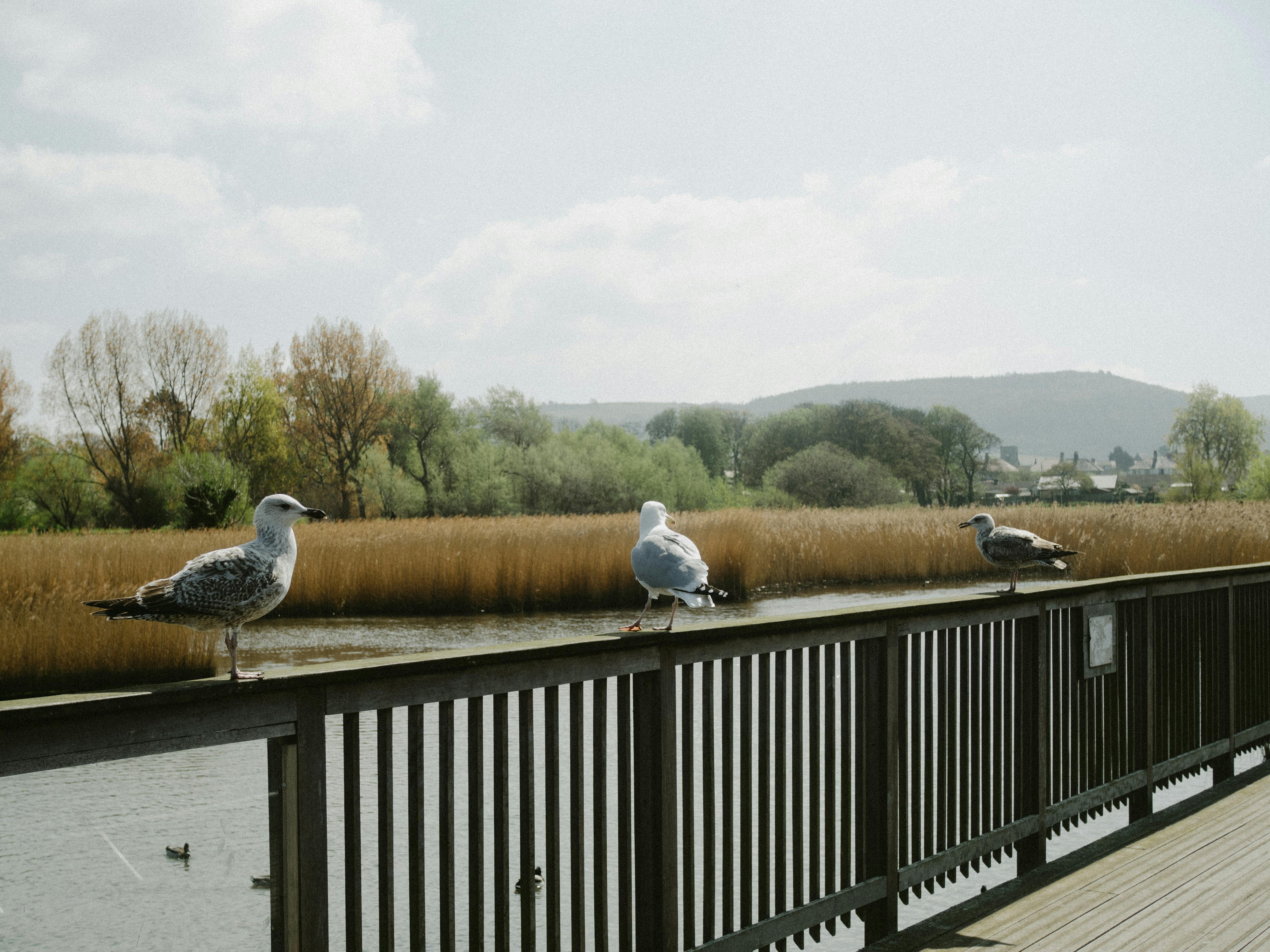 Bird Watching Past Times