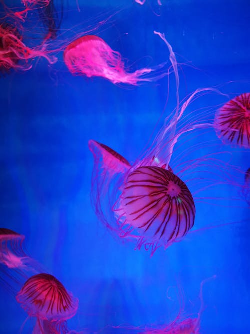 Red Jellyfish Swimming in a Fish Tank